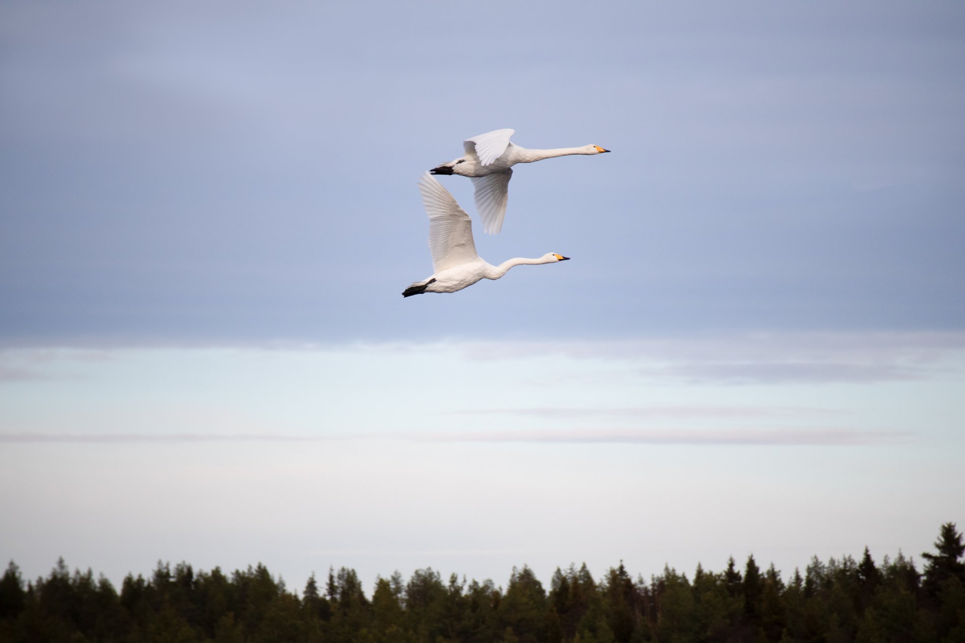 Kaksi joutsenta lennossa, joutsenet lennossa, lintukuvaus, luontokuvaus.