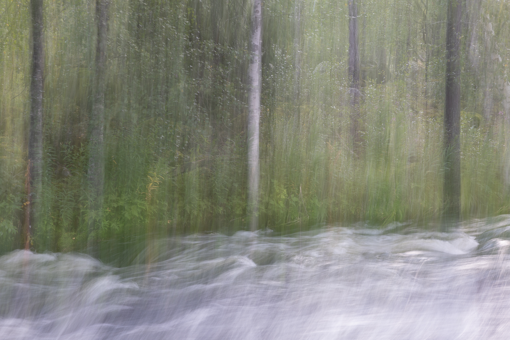 poussu kuusamo elo24 icm  S3A9698