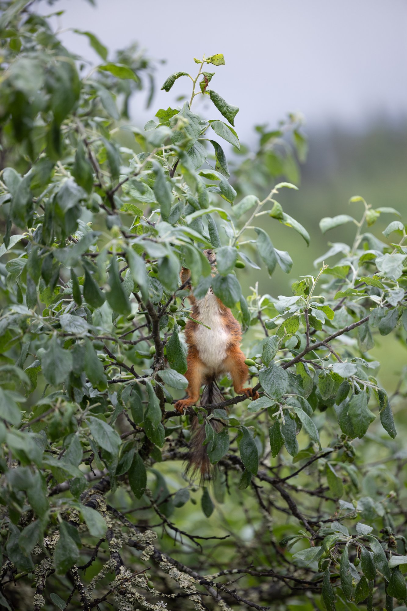 orava valokuvaaja tanjakatajamäki S3A0727